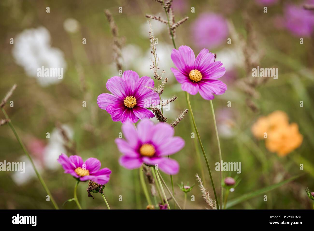 Vibrant wildflowers background hi-res stock photography and images - Alamy