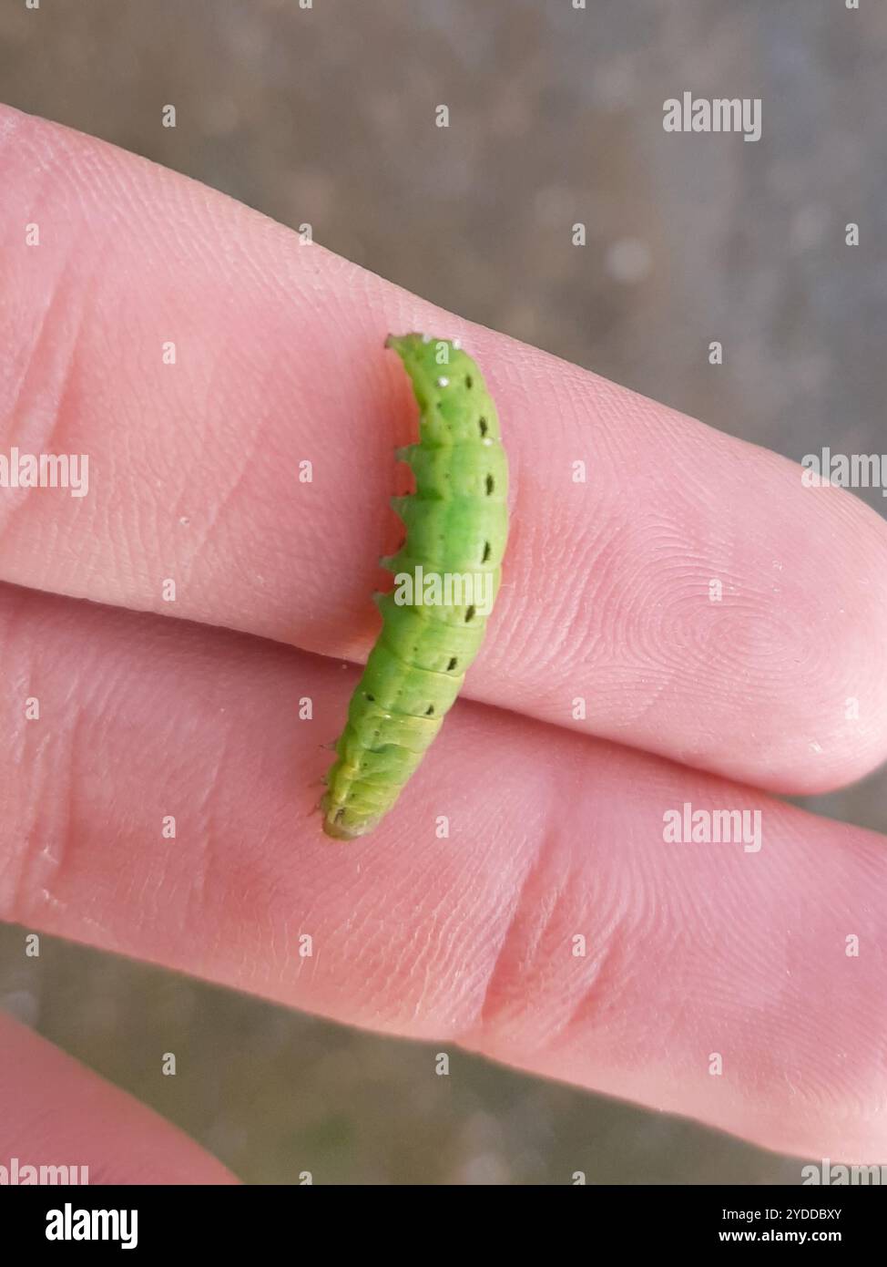 Girdler Insect Girdler Moth (Dargida procinctus Stock Photo - Alamy