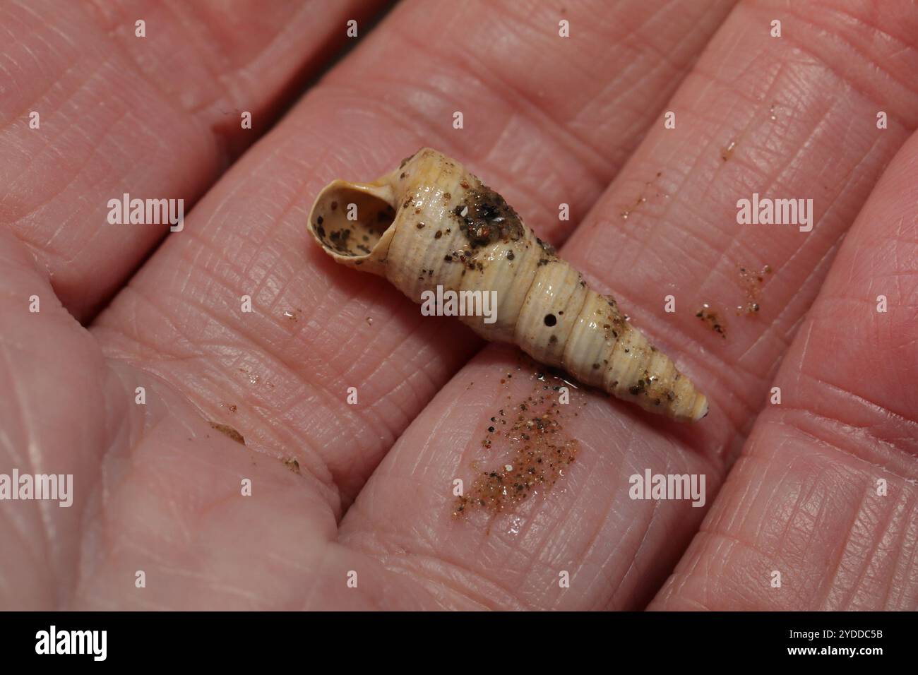 Common Tower Shell (Turritellinella tricarinata Stock Photo - Alamy