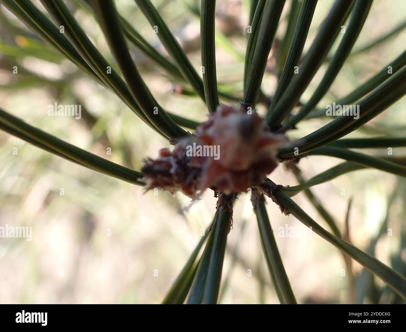 Pinus Sylvestris Rhs Scots pine (Pinus sylvestris Stock Photo - Alamy