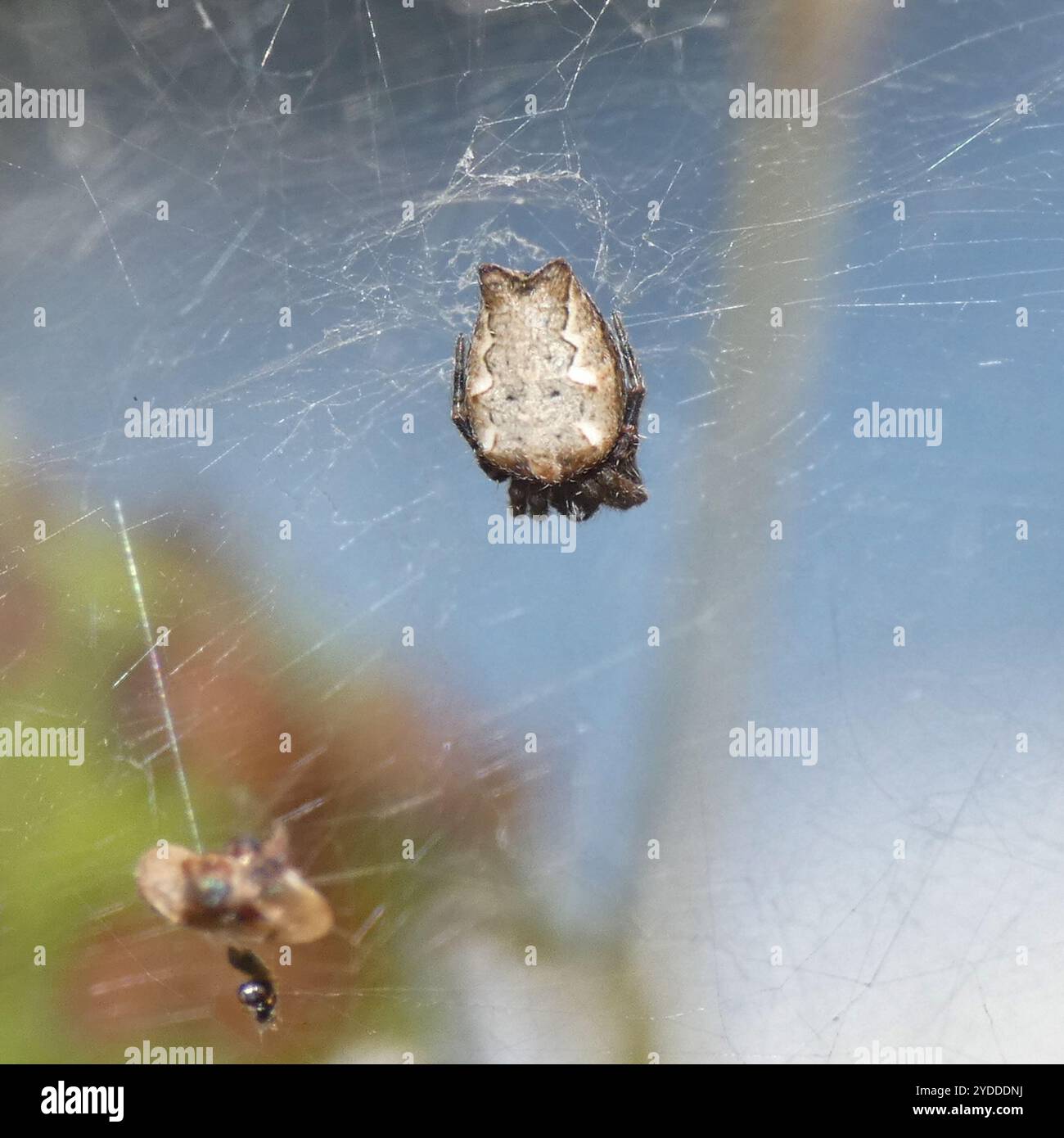 Tropical tent web spider hi-res stock photography and images - Alamy