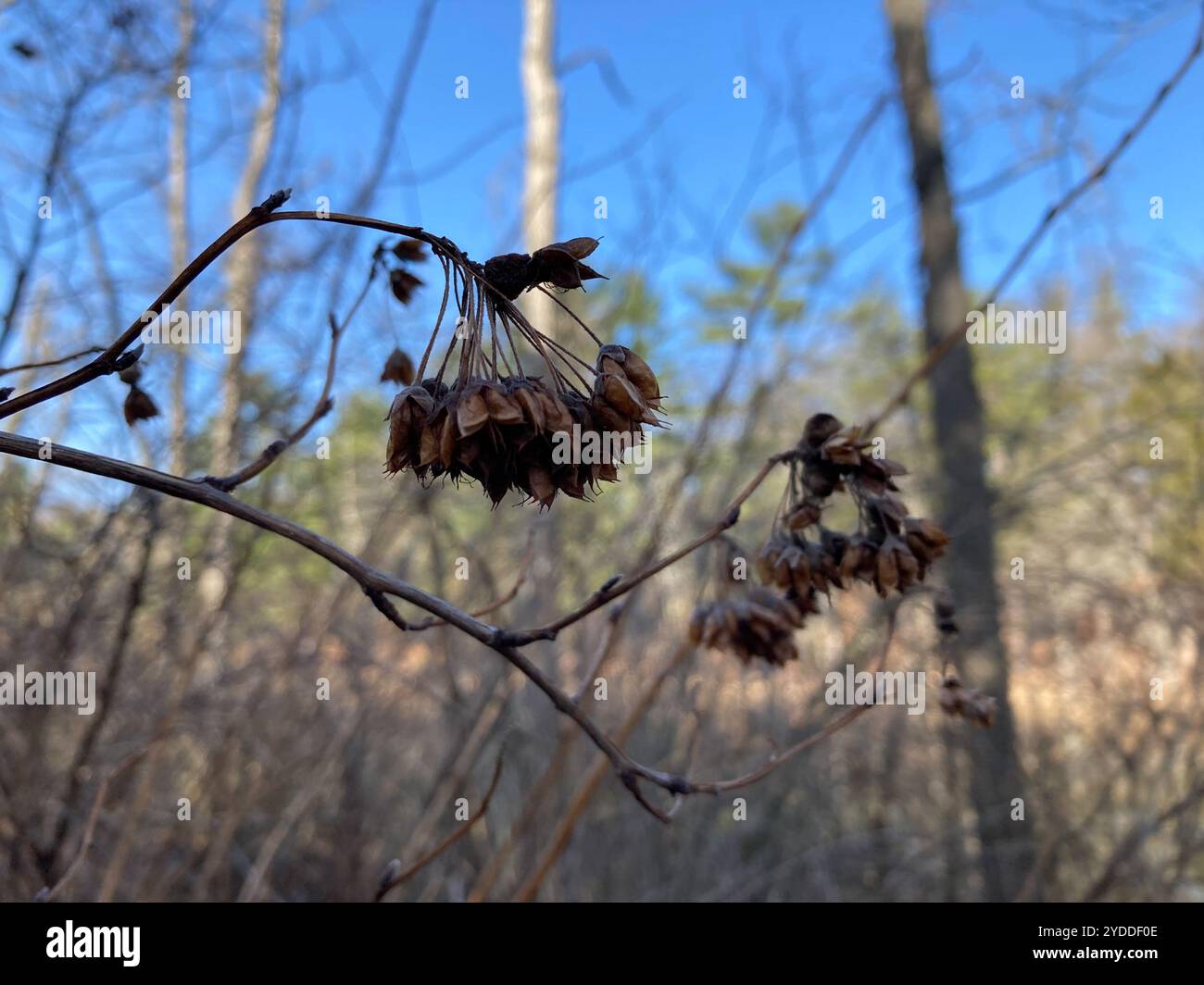 common ninebark (Physocarpus opulifolius Stock Photo - Alamy