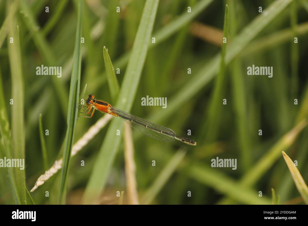 Ramburii ramburii hi-res stock photography and images - Alamy