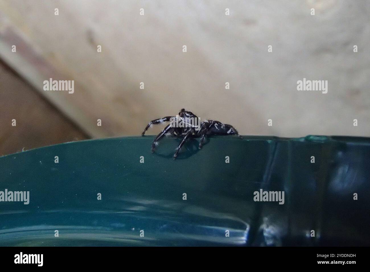 Superb Jumping Spider (Sandalodes superbus) Stock Photo
