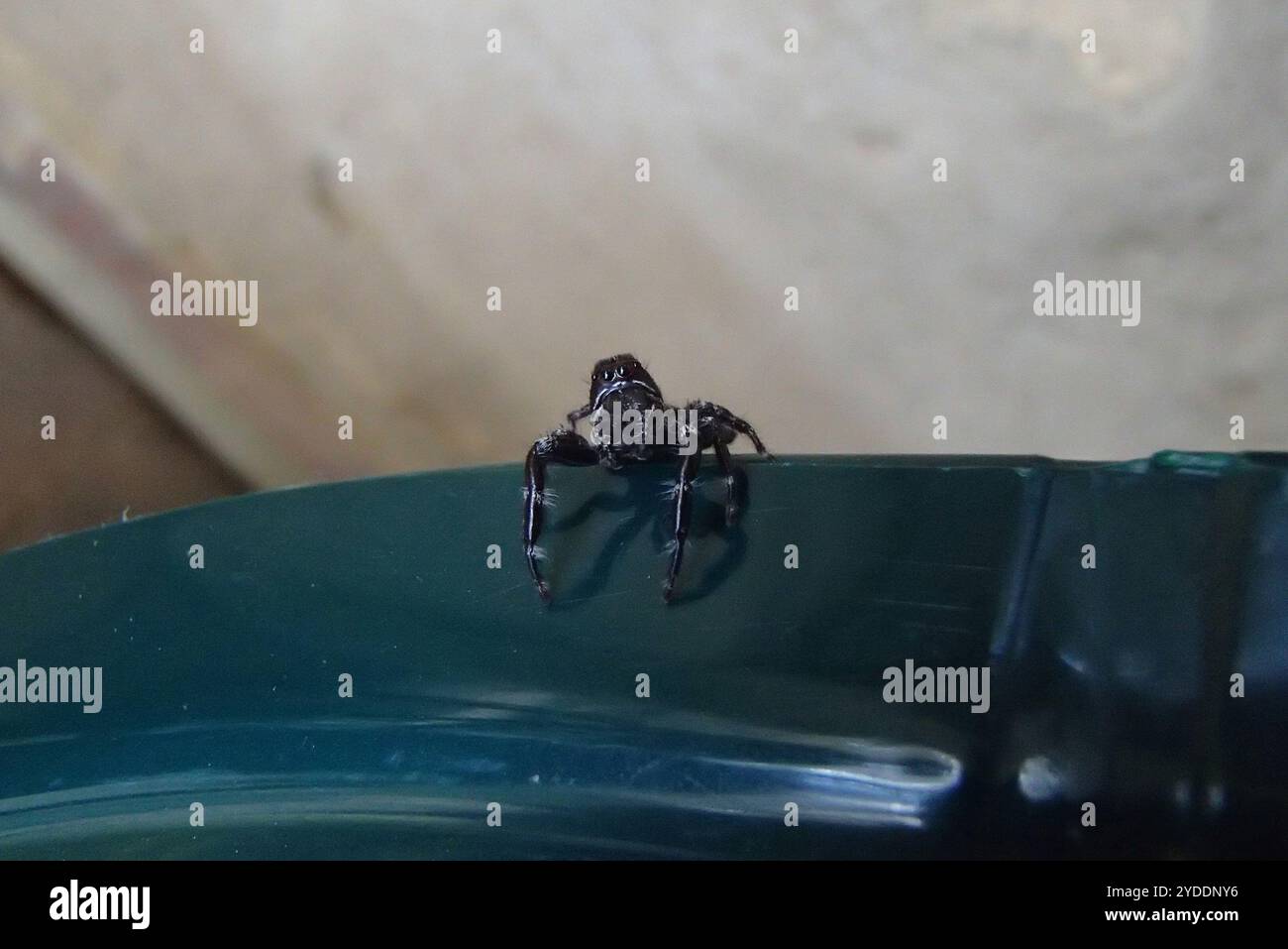 Superb Jumping Spider (Sandalodes superbus) Stock Photo