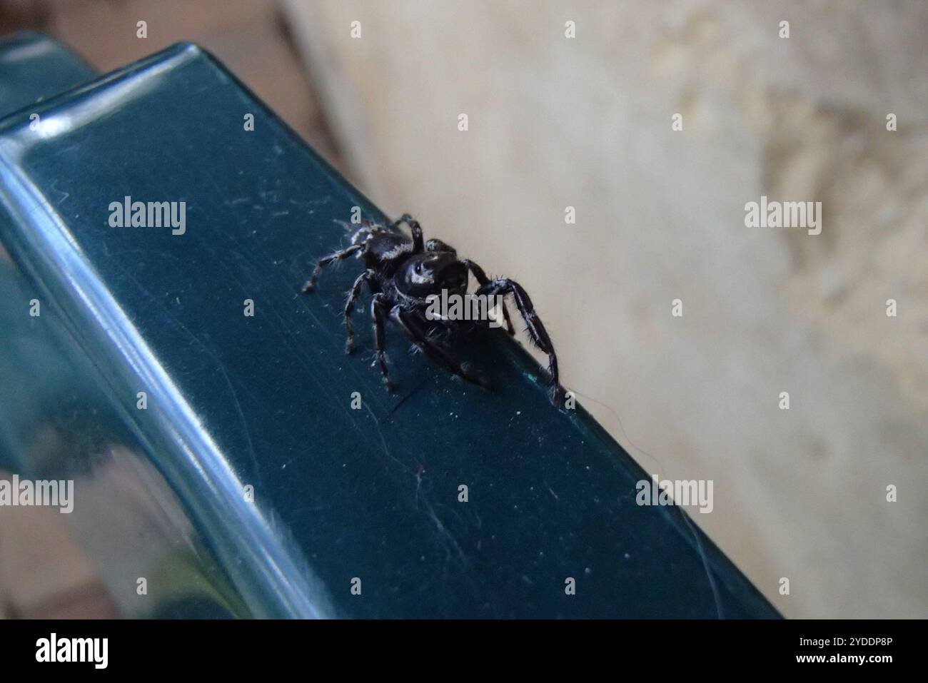 Superb Jumping Spider (Sandalodes superbus) Stock Photo