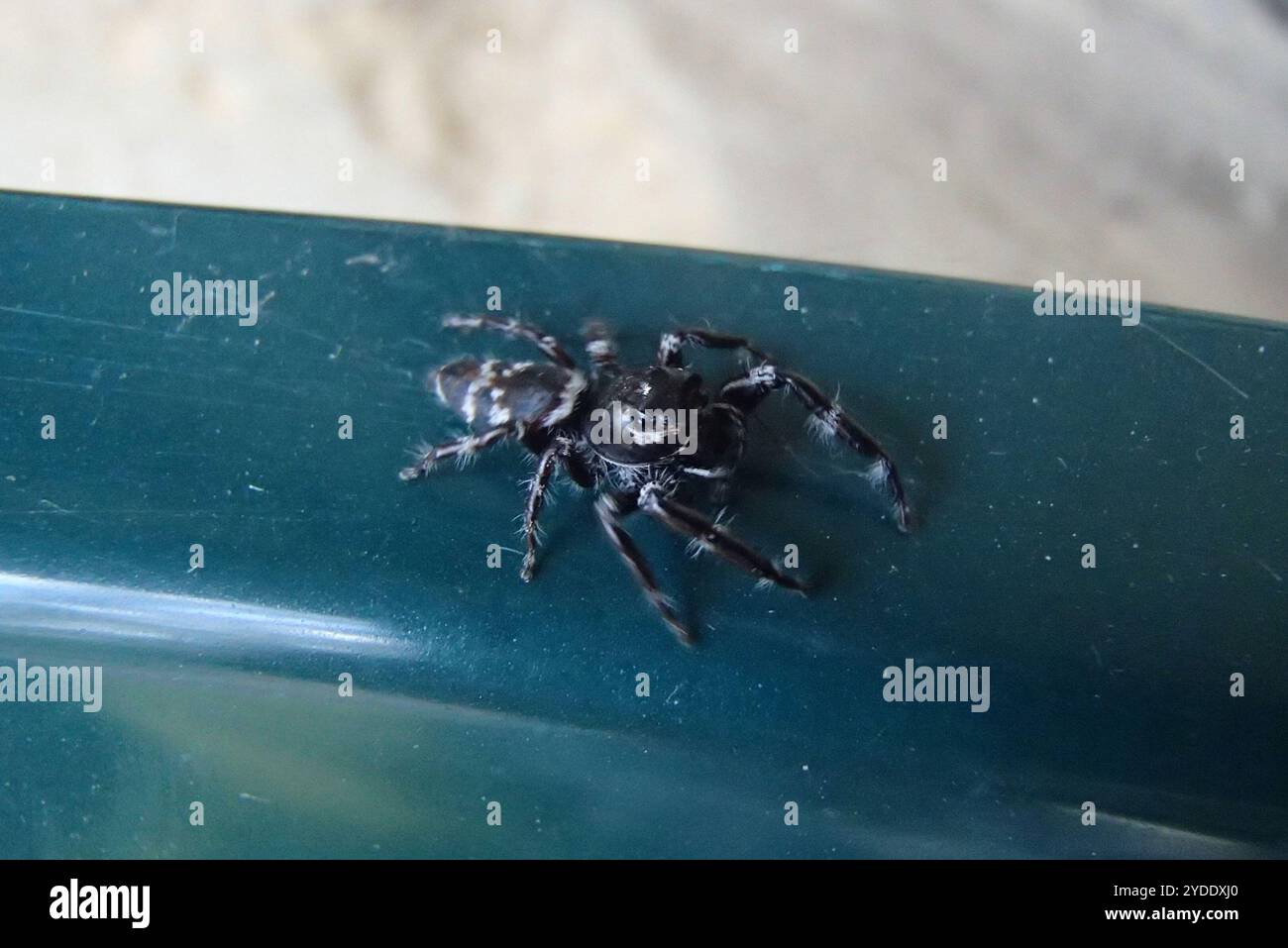 Superb Jumping Spider (Sandalodes superbus) Stock Photo