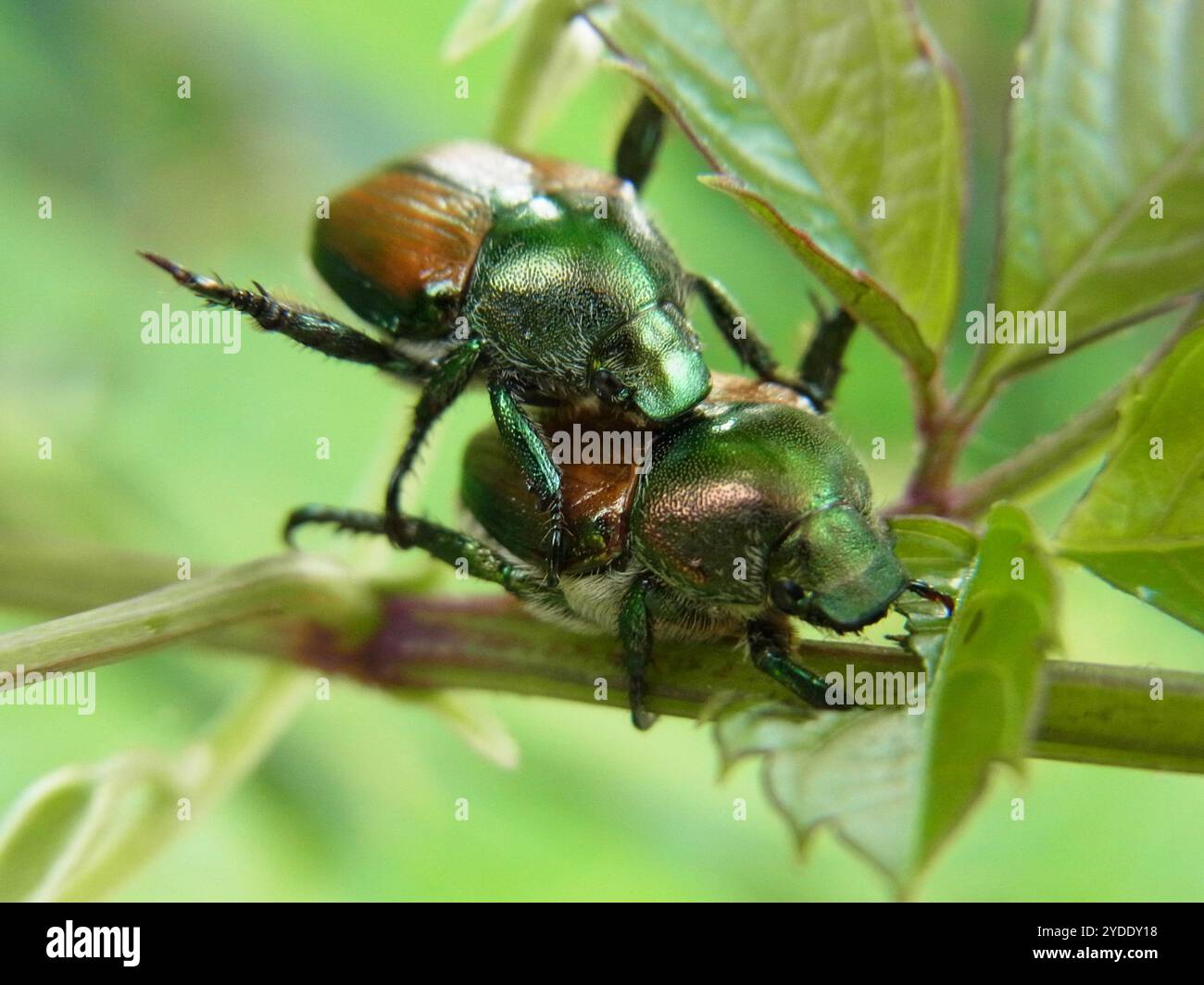 Japanese Beetle (Popillia japonica Stock Photo - Alamy