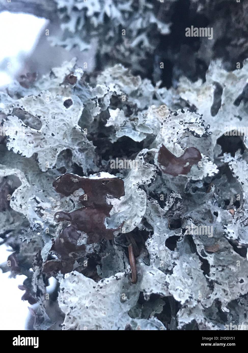 Crumpled rag lichen hi-res stock photography and images - Alamy