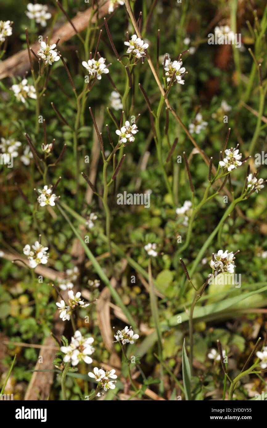 hairy bittercress (Cardamine hirsuta Stock Photo - Alamy