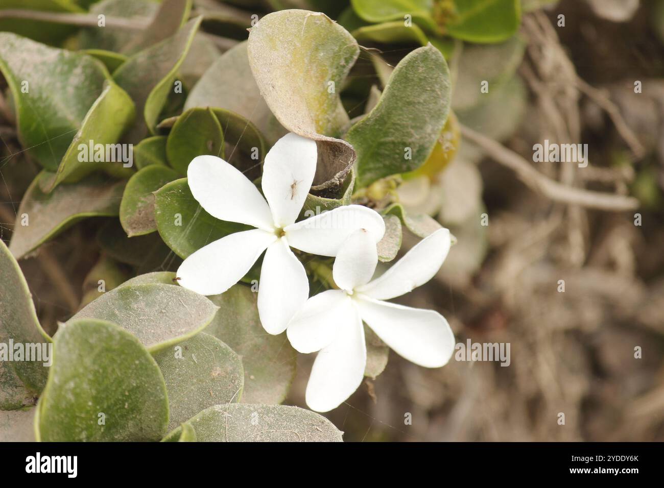 Carissa Macrocarpa (Natal Plum) – 10 Fresh Seeds
