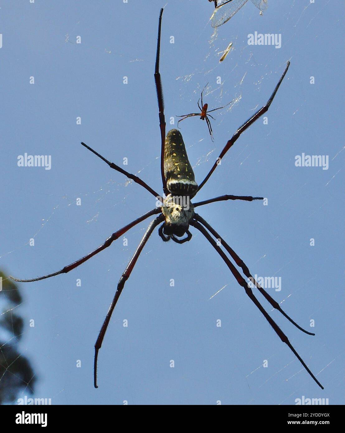 Batik golden web spider hi-res stock photography and images - Alamy