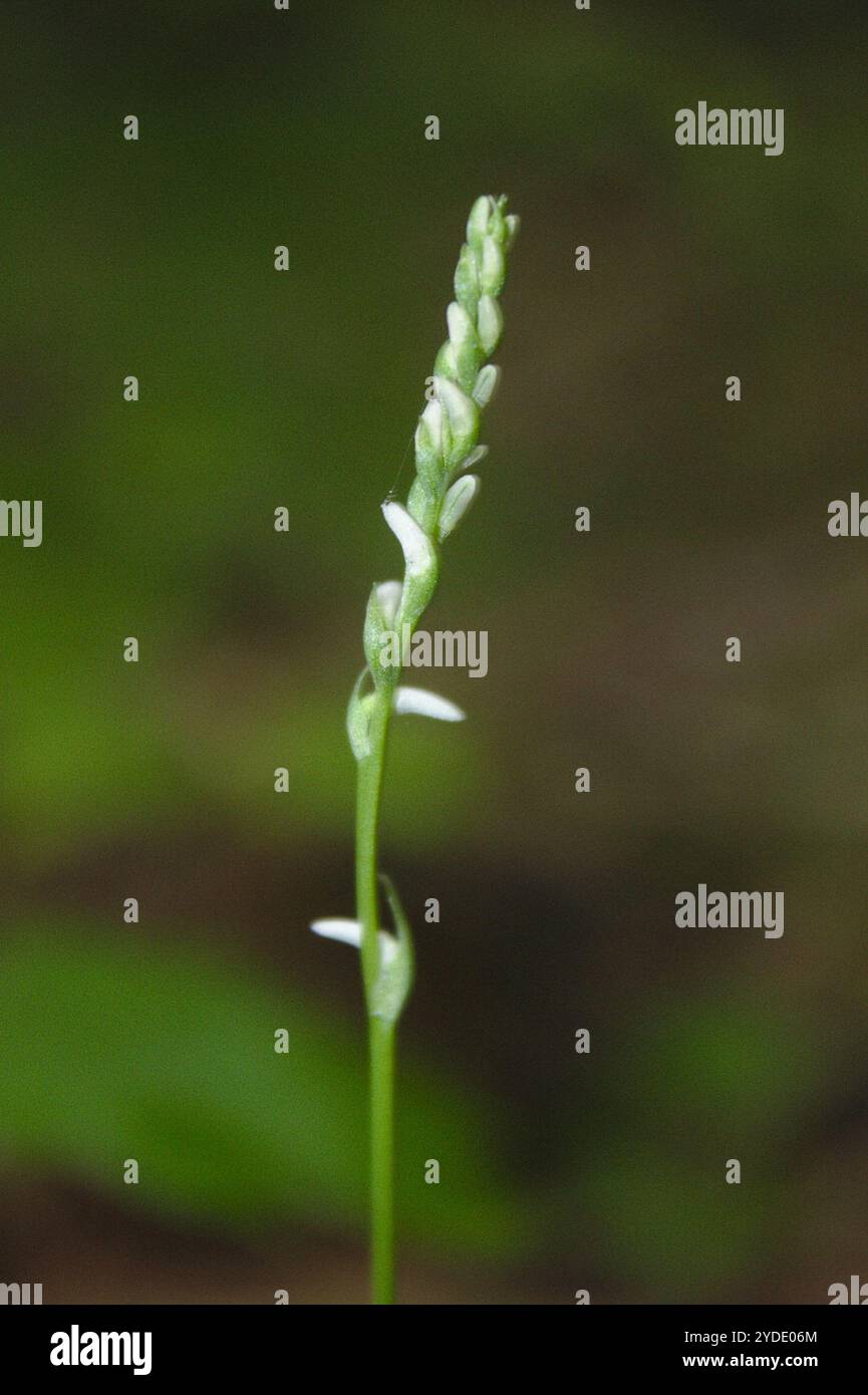 Northern Slender Ladies'-tresses (Spiranthes lacera lacera Stock Photo ...