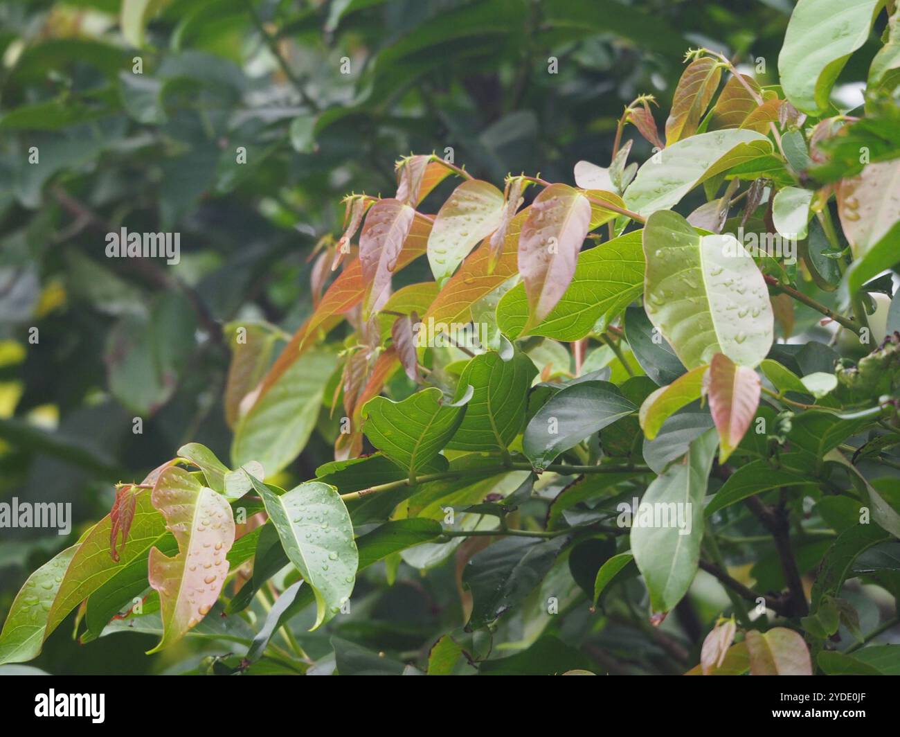 Umbrella cheese tree hi-res stock photography and images - Alamy