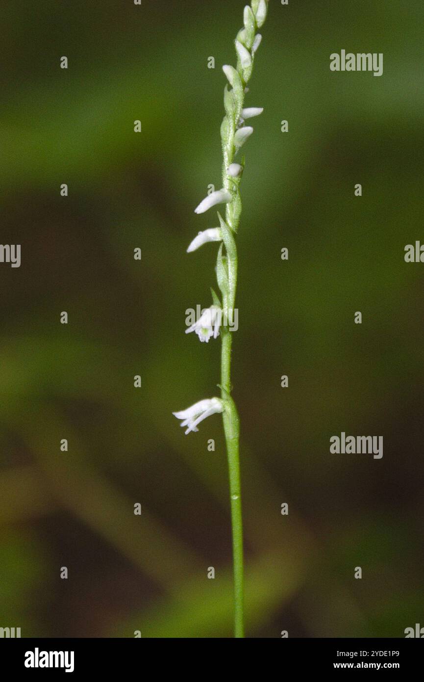 Northern Slender Ladies'-tresses (Spiranthes lacera lacera Stock Photo ...