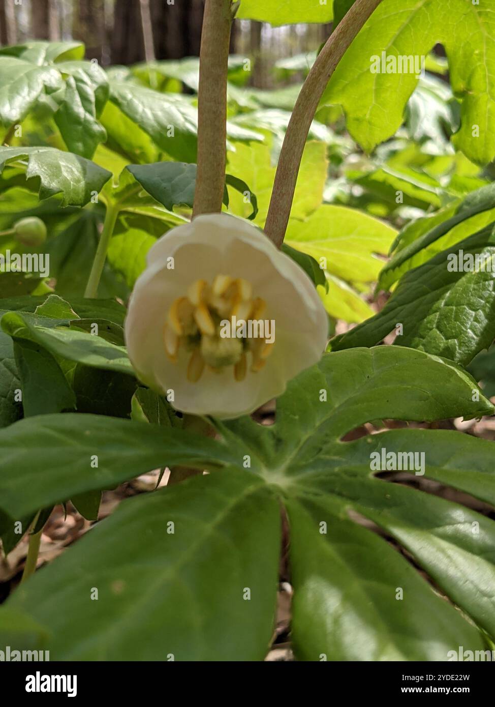 May Apple mayapple (Podophyllum peltatum Stock Photo - Alamy