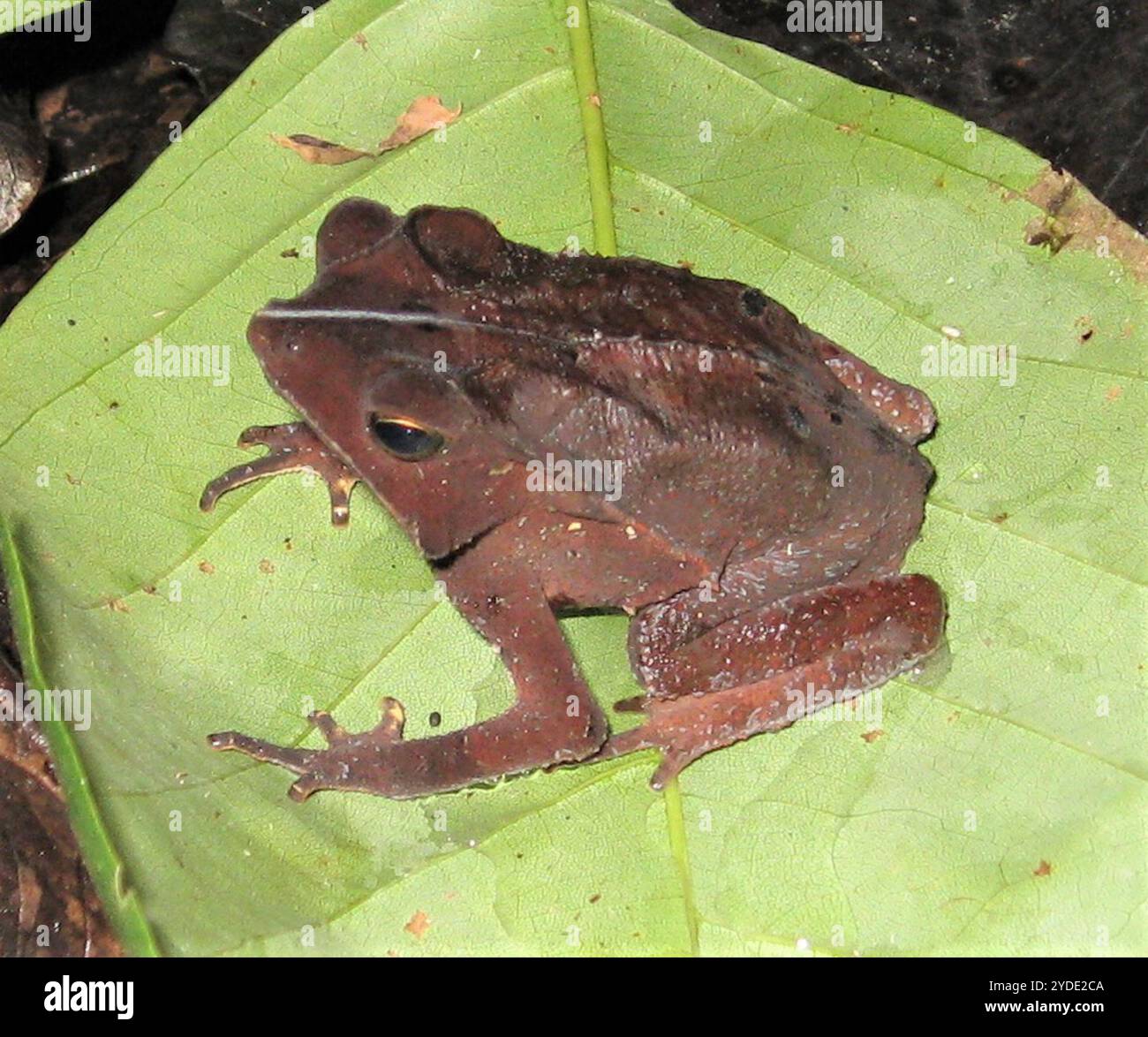 South American Common Toad (Rhinella margaritifera Stock Photo - Alamy