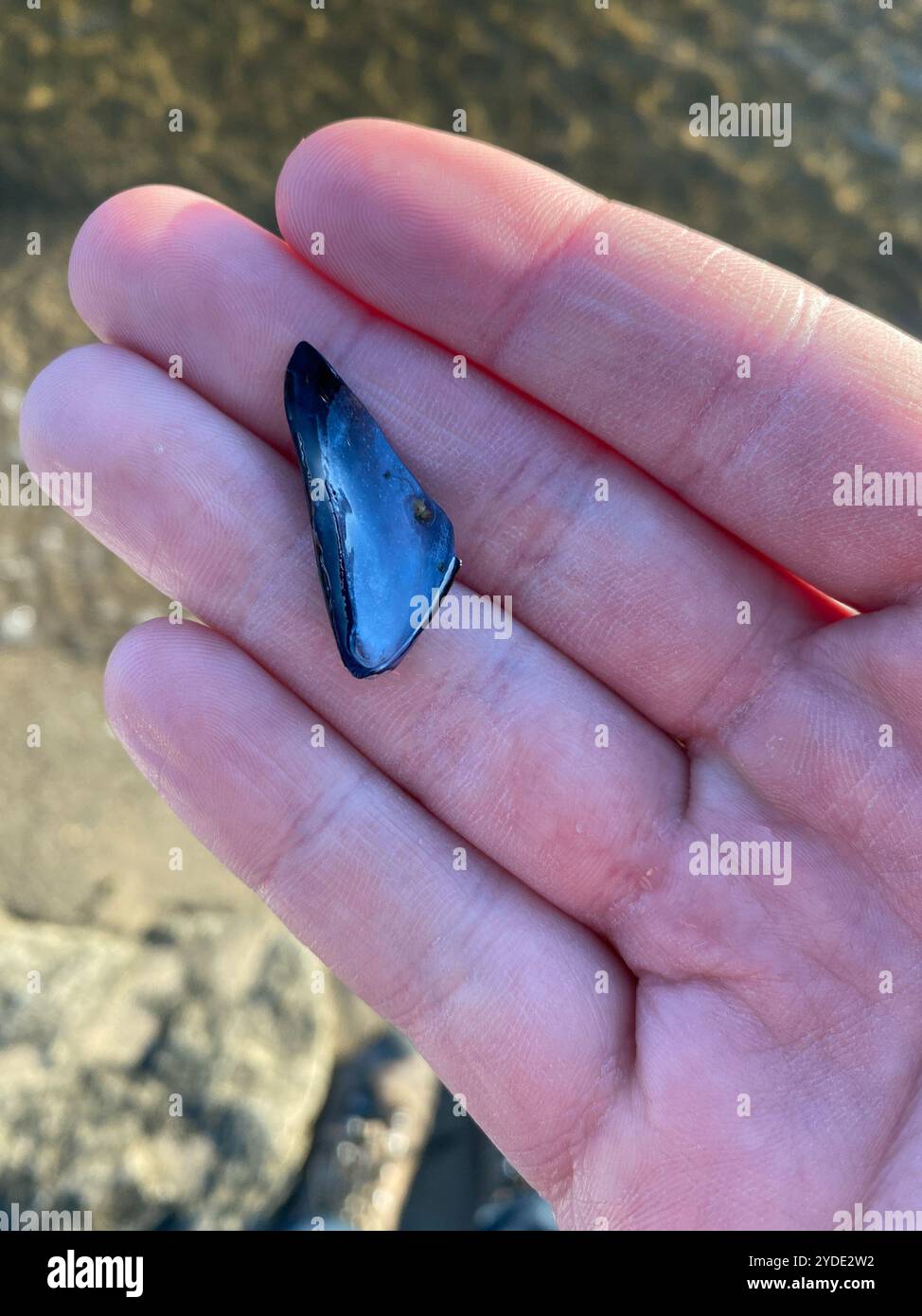 Blue Mussel (Mytilus edulis Stock Photo - Alamy