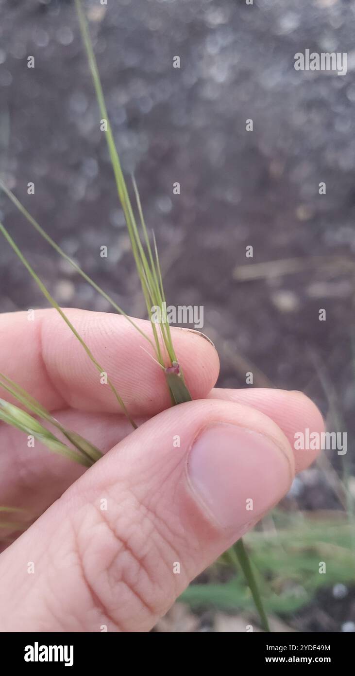 Texas winter grass (Nassella leucotricha Stock Photo - Alamy