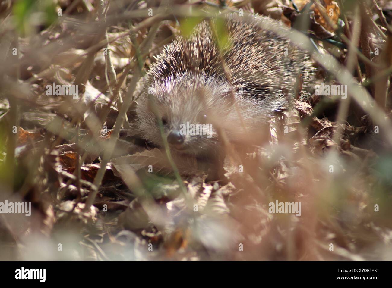 Woodland hedgehogs hi-res stock photography and images - Alamy