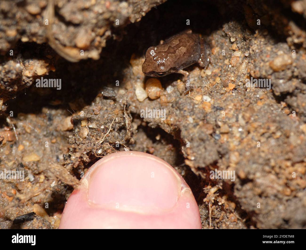 Common Squeaker (Arthroleptis stenodactylus Stock Photo - Alamy