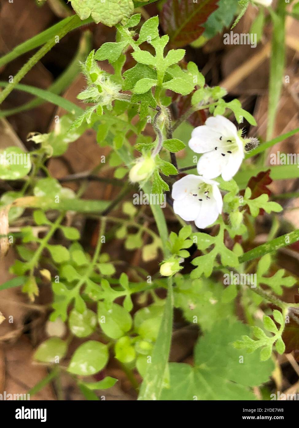 White nemophila (Nemophila heterophylla) Stock Photo