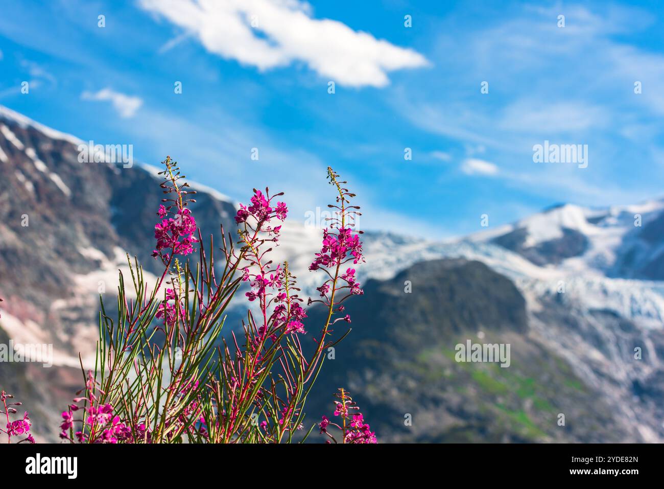 Pink wild flowers grass hi-res stock photography and images - Alamy