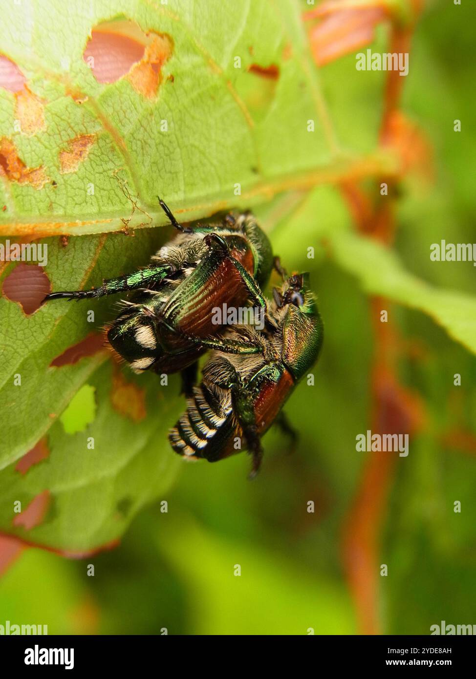 Japanese Beetle (Popillia japonica Stock Photo - Alamy