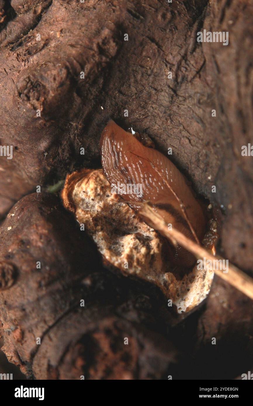 Tree Band Slugs Threeband Slugs (Ambigolimax Stock Photo - Alamy
