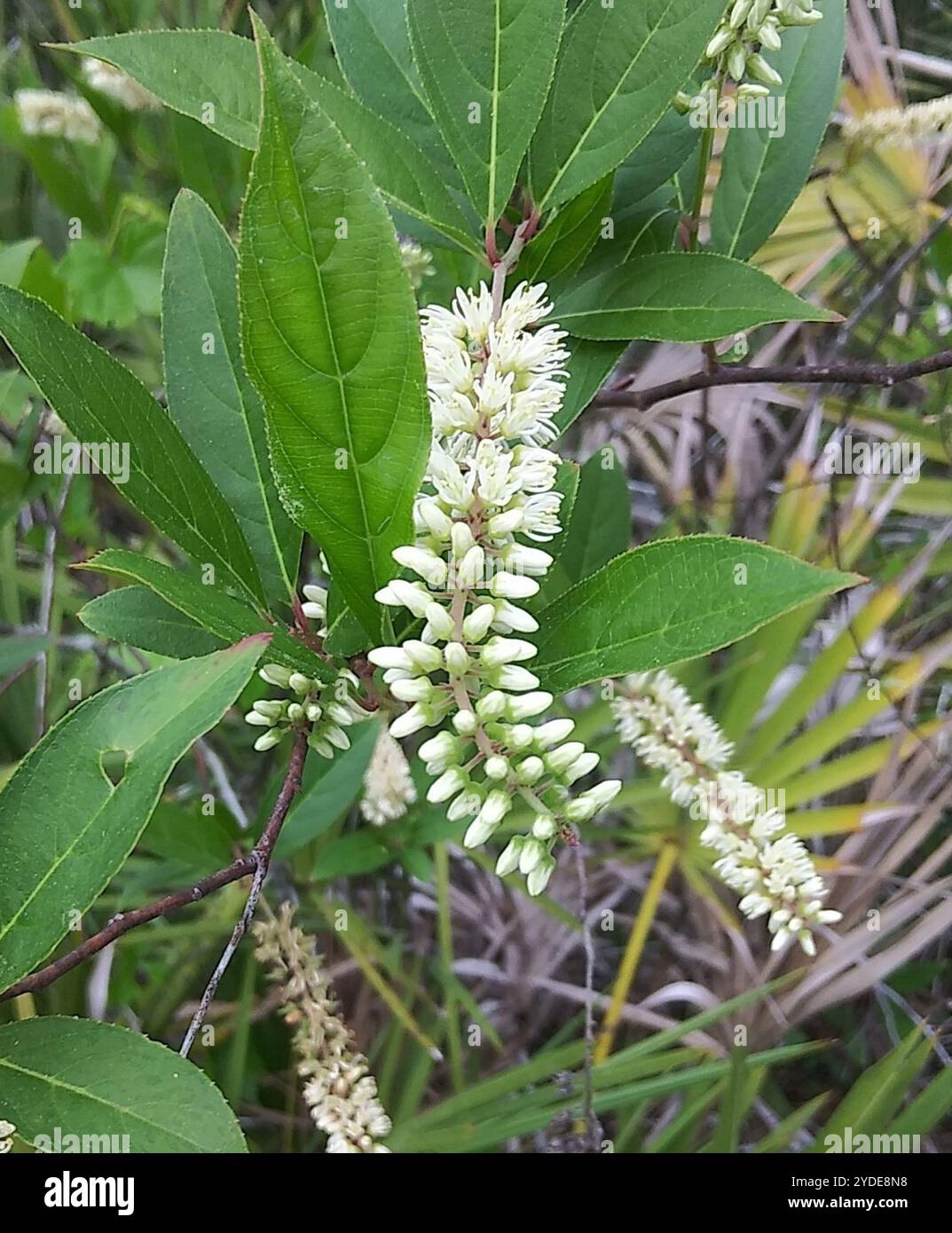 Sweetspite Virginia sweetspire (Itea virginica Stock Photo - Alamy