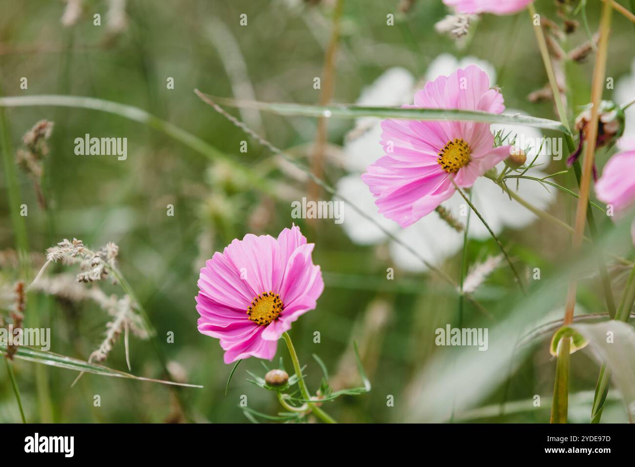 Sunlight and wildflowers hi-res stock photography and images - Alamy