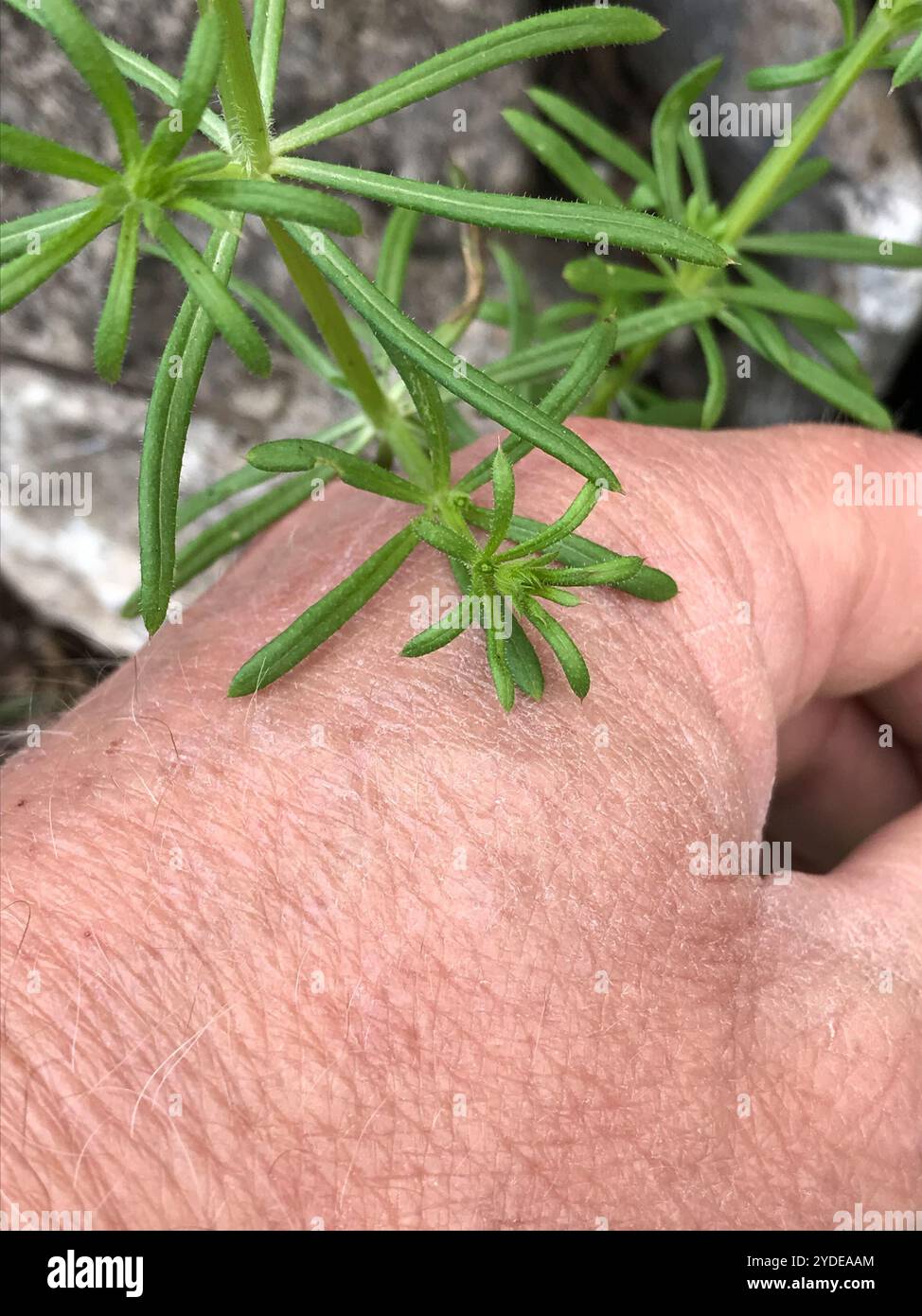 catchweed bedstraw (Galium aparine Stock Photo - Alamy