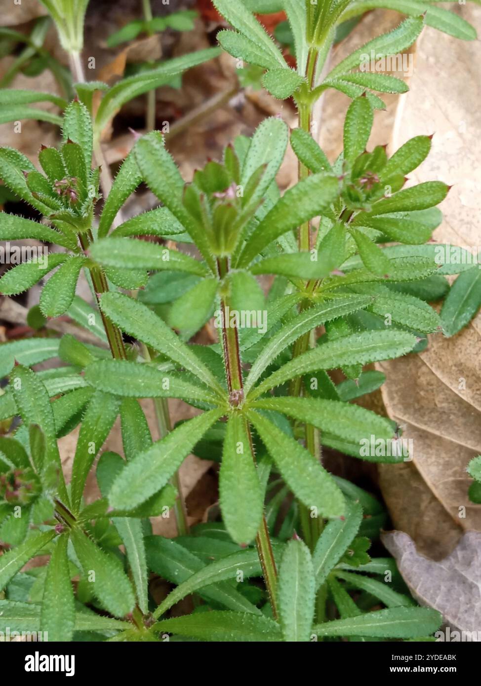 catchweed bedstraw (Galium aparine Stock Photo - Alamy