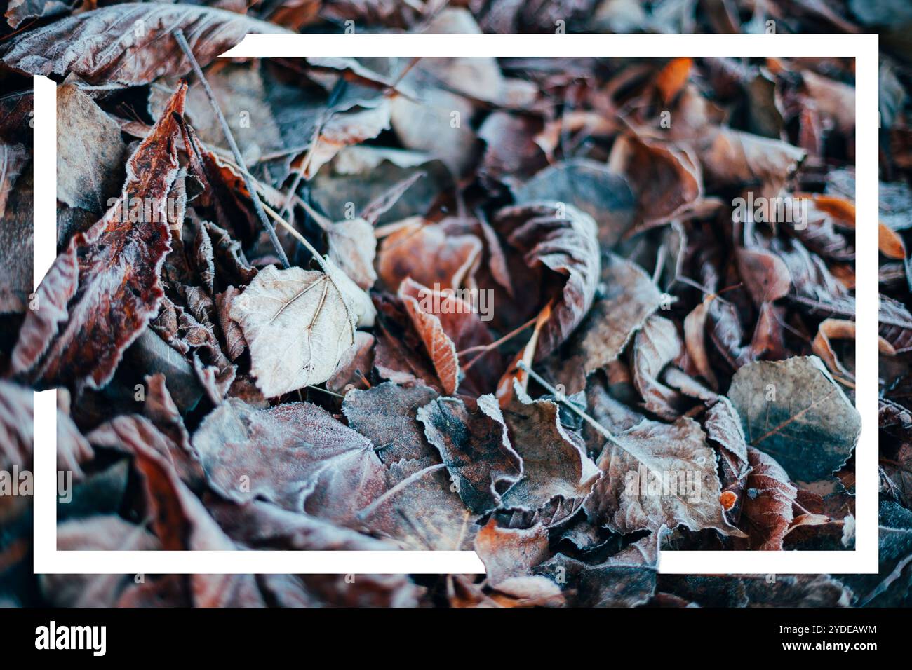 Dry autumn leaves on the ground and white frame Stock Photo - Alamy