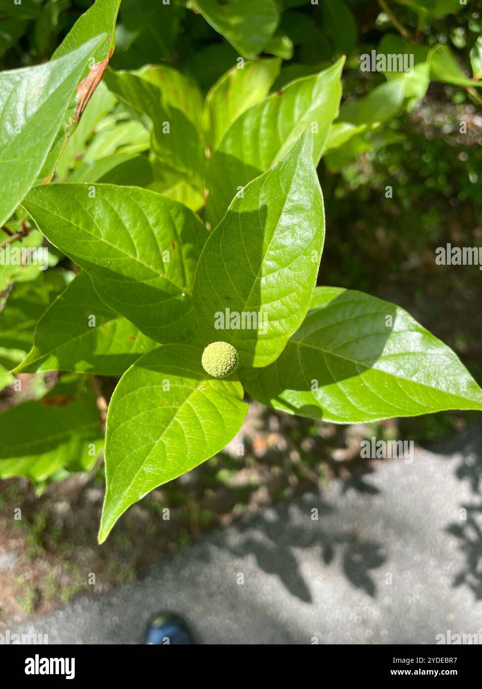 buttonbush (Cephalanthus occidentalis Stock Photo - Alamy