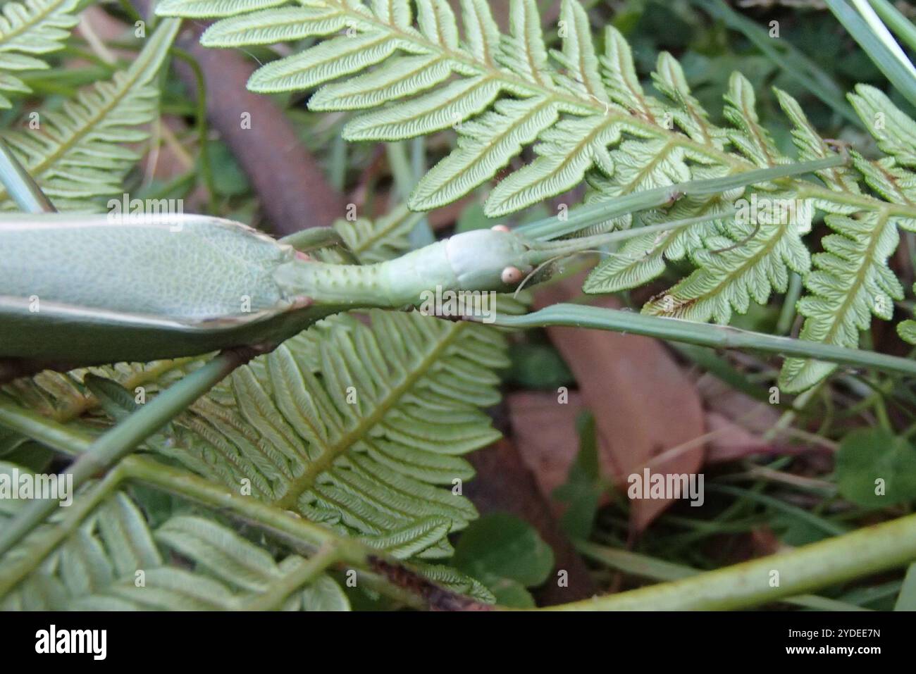 Ringbarker Stick Insect (Podacanthus wilkinsoni Stock Photo - Alamy