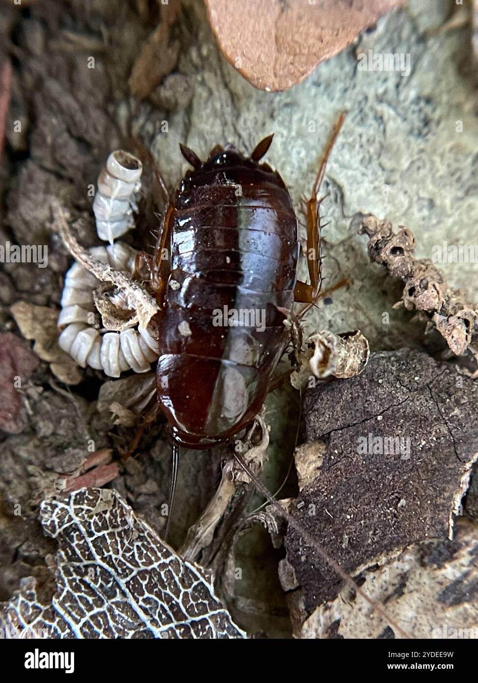 Oriental Cockroach (Blatta orientalis) Stock Photo