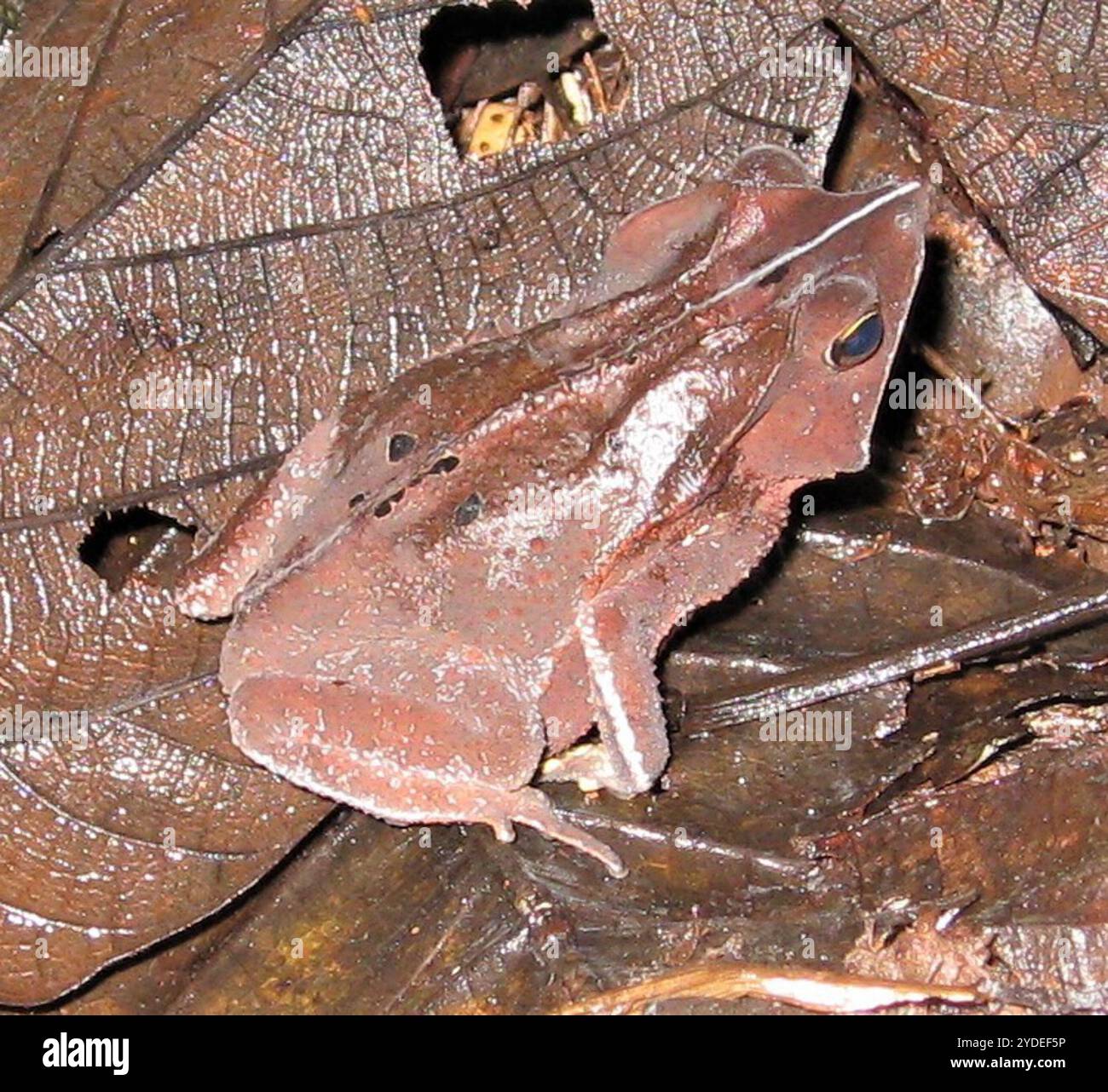 South American Common Toad (Rhinella margaritifera Stock Photo - Alamy