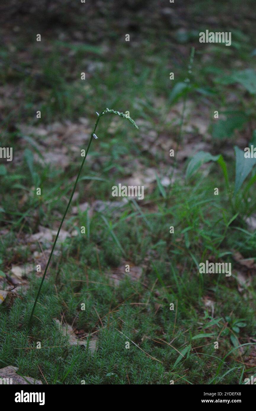 Northern Slender Ladies'-tresses (Spiranthes lacera lacera Stock Photo ...