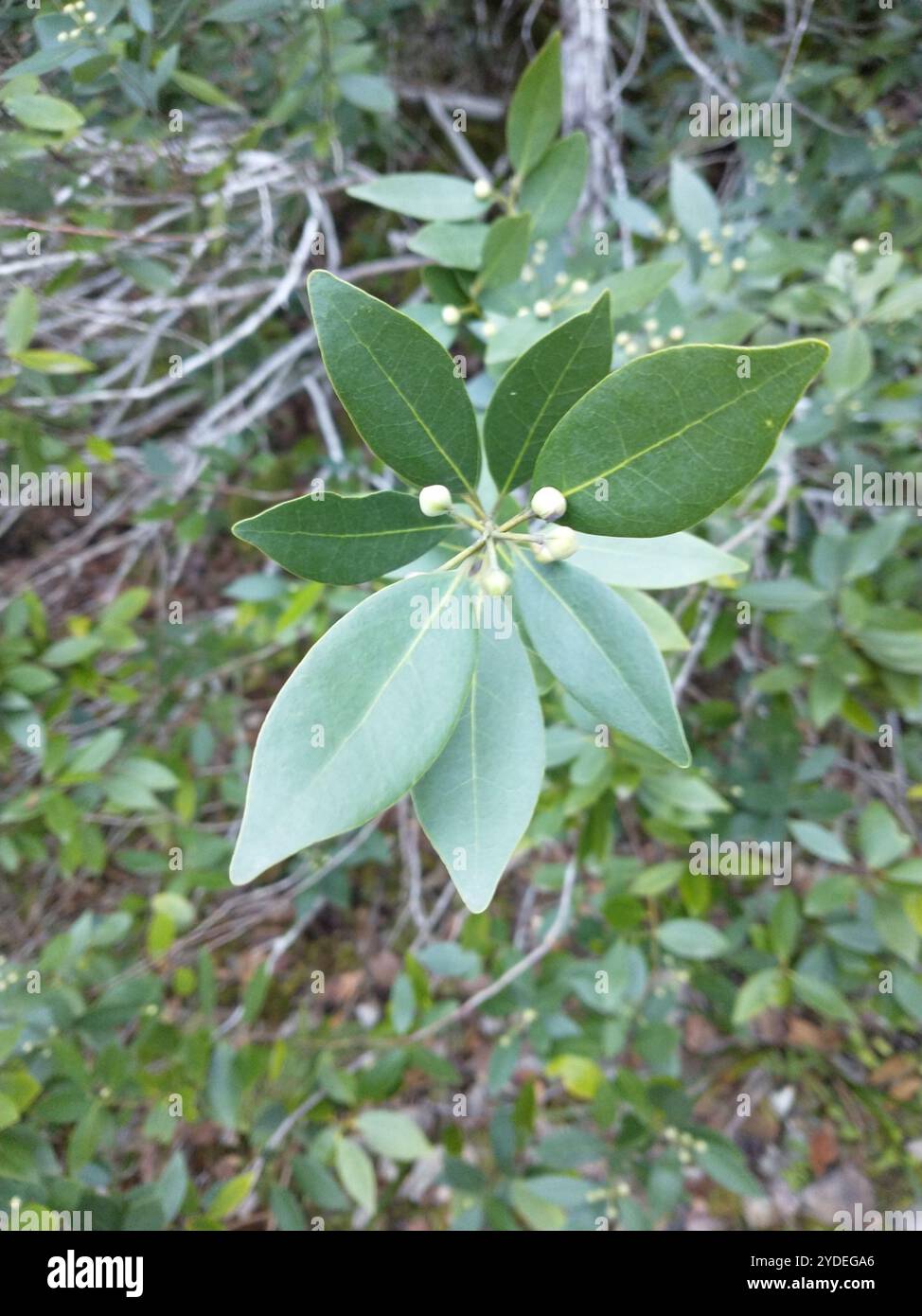 California bay (Umbellularia californica Stock Photo - Alamy
