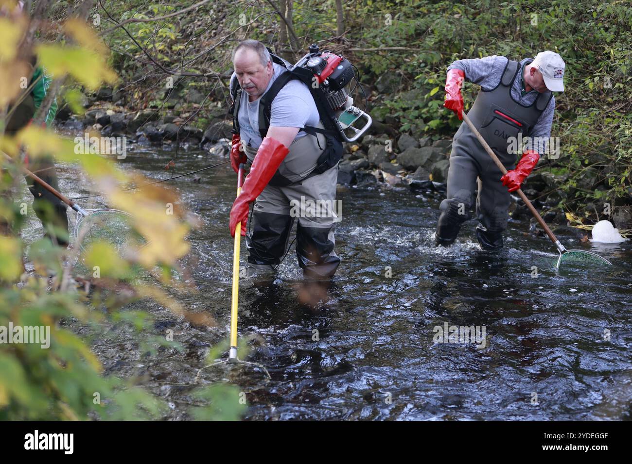 26 October 2024, Saxony-Anhalt, Harz: Helpers from the Oberharz fishing club stand with electric fishing gear and landing nets in the Kalte Bode in Königshütte. Trout are fished here for genetic conservation in the Harz Mountains. After spawning, the fertilized eggs are incubated in an experimental facility at the Georg August University in Göttingen. The project was initiated by the Verein zum Schutz der aquatischen Biodiversität und Kulturlandschaften e.V. (SaBiKu) and financed by the HIT Umwelt- und Naturschutz Stiftung. The brown trout is classified as endangered. Scientists assume a decli Stock Photo