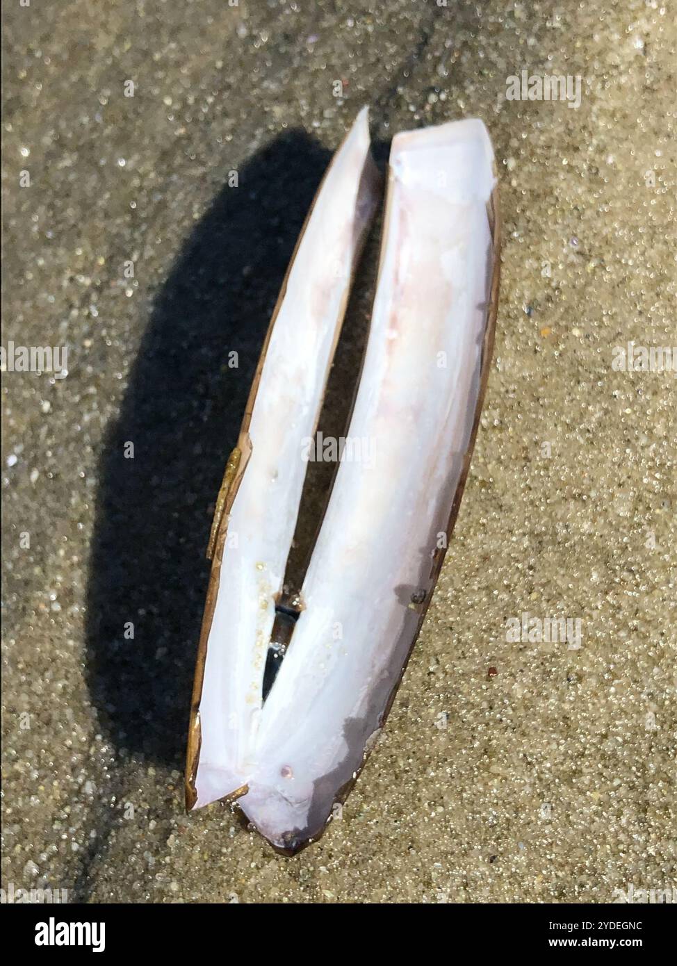 Atlantic Jackknife (Ensis leei Stock Photo - Alamy