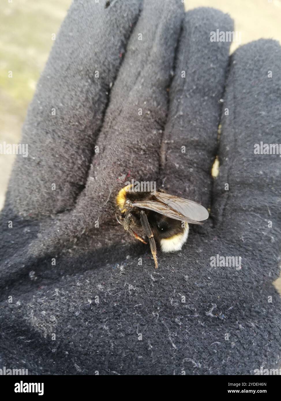Cuckoo Bumble Bees (Psithyrus Stock Photo - Alamy