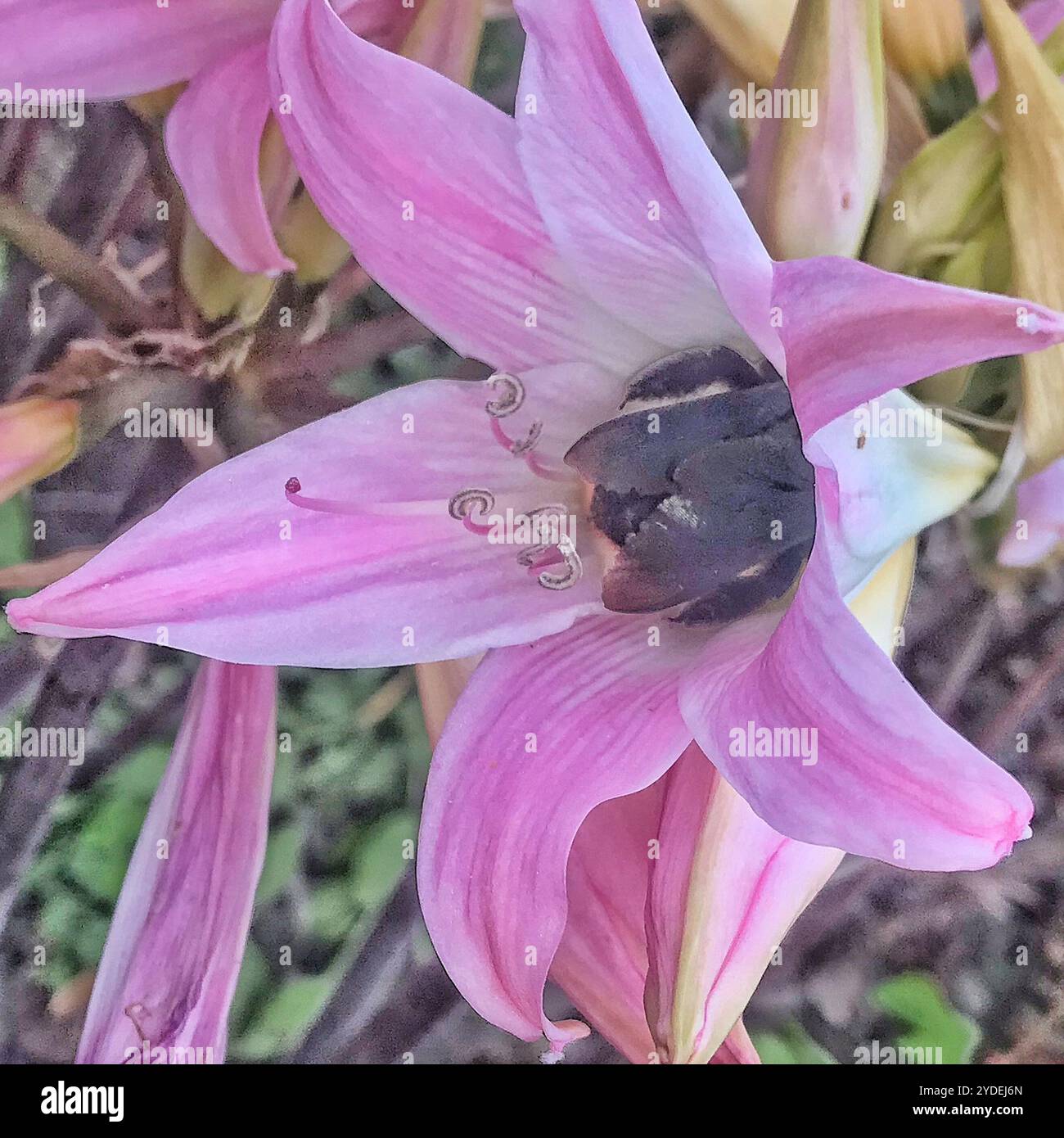 Giant Carpenter Bee (Xylocopa flavorufa) Stock Photo