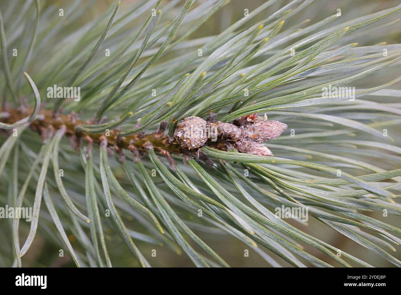 Pinus Sylvestris Rhs Scots pine (Pinus sylvestris Stock Photo - Alamy