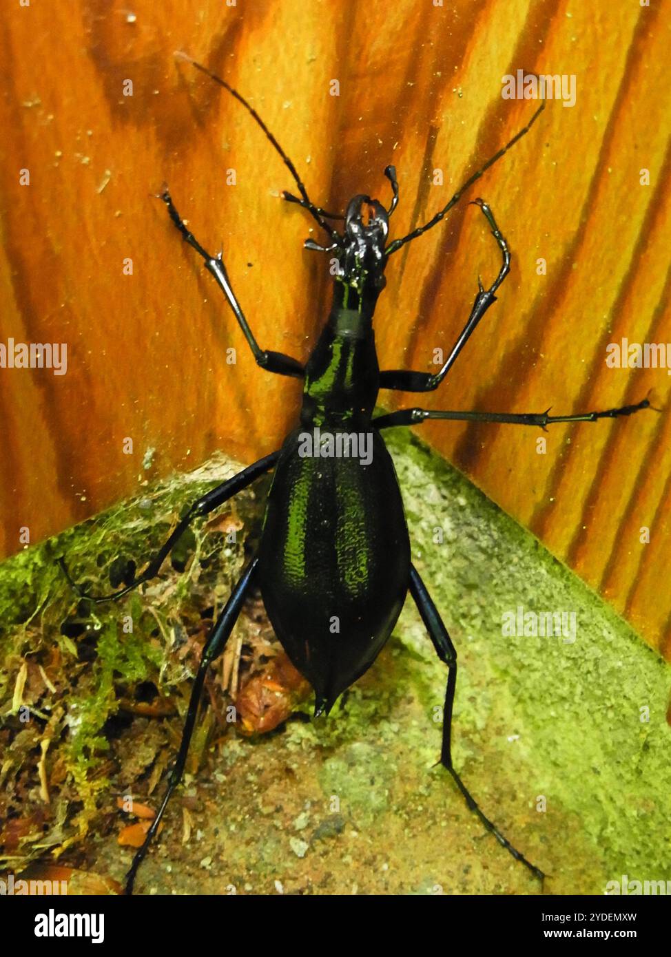 Carabus blaptoides hi-res stock photography and images - Alamy Carabus blaptoides hi-res stock photography and images - Alamy