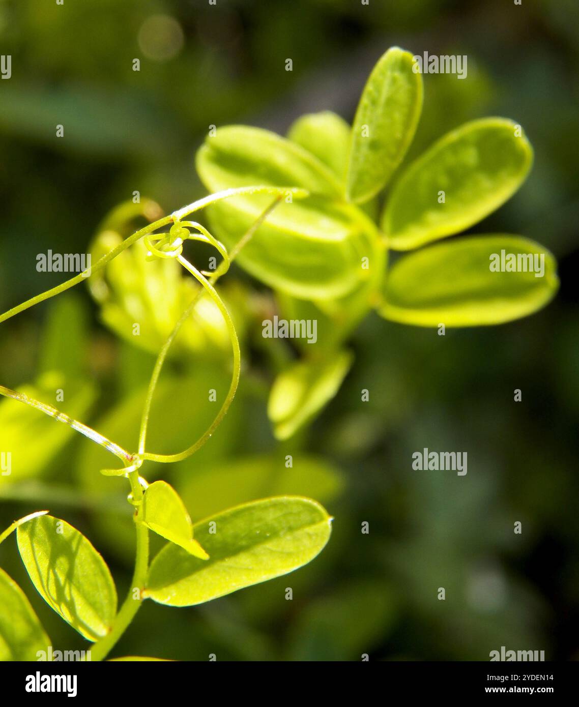 Smooth Tare Vicia Tetrasperma Stock Photo Alamy smooth-tare-vicia-tetrasperma-stock-photo-alamy