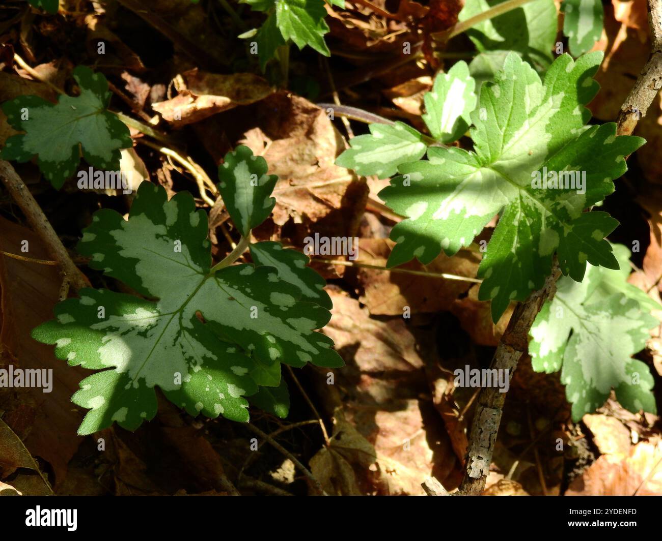 great waterleaf (Hydrophyllum appendiculatum Stock Photo - Alamy