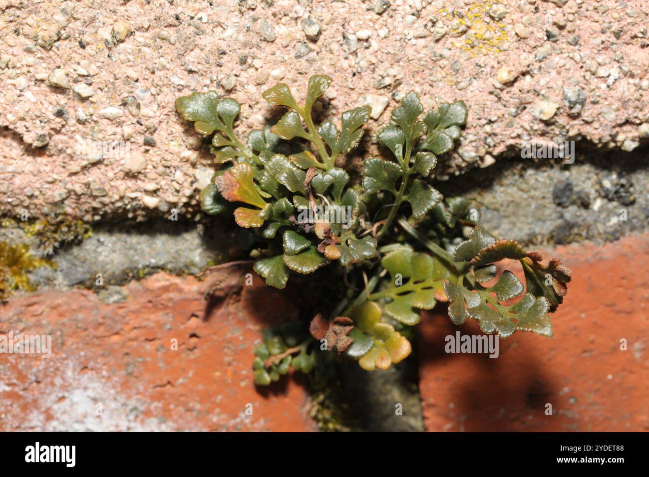 wall-rue (Asplenium ruta-muraria Stock Photo - Alamy