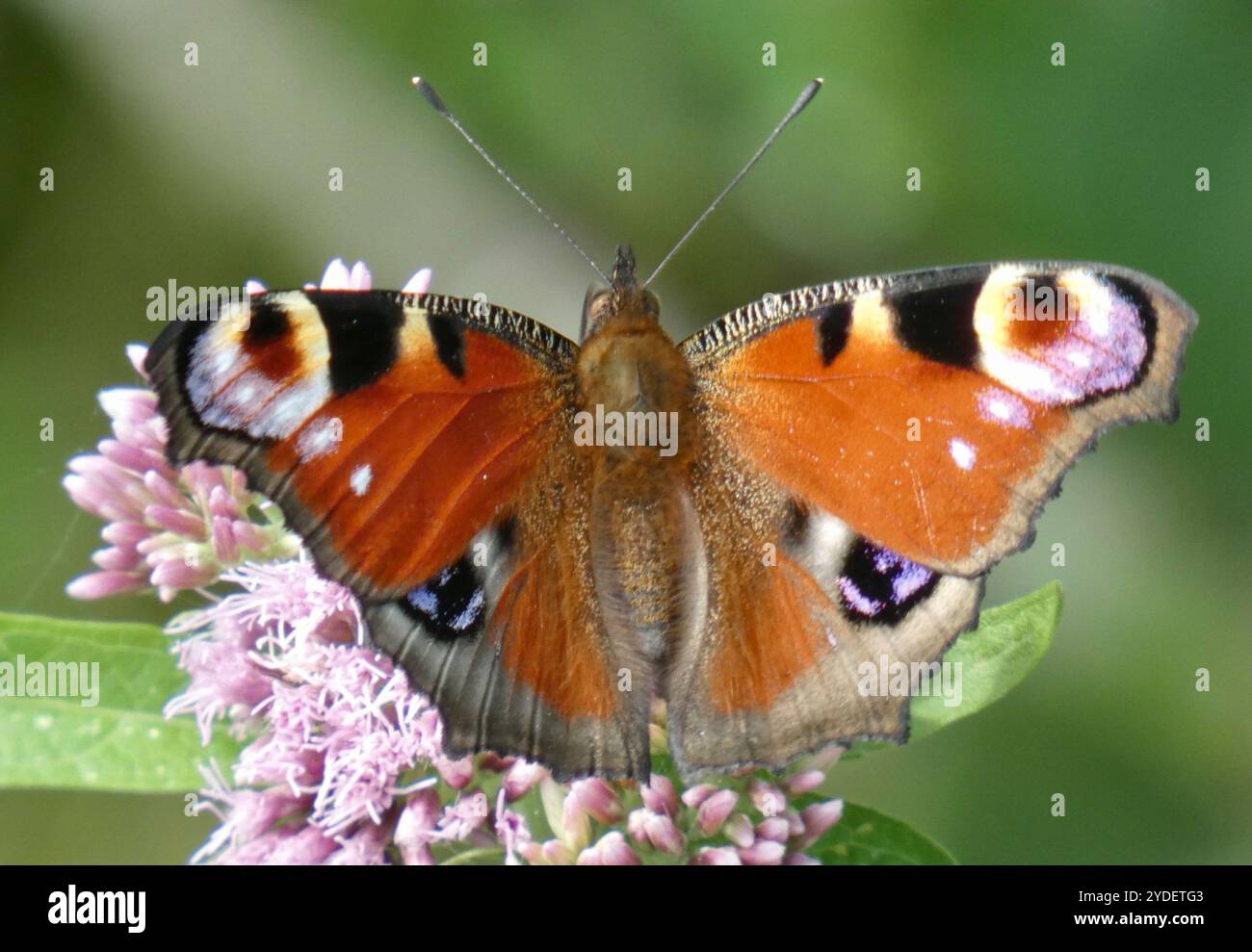 European Peacock Butterfly (Aglais io Stock Photo - Alamy